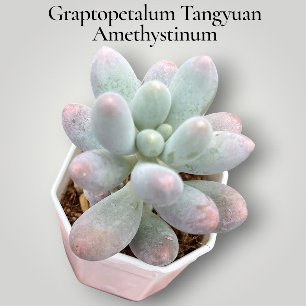 Graptopetalum Tangyuan Amethystinum กุหลาบหินไม้อวบนำ้ ขนาด 2 นิ้ว – โปรปัง