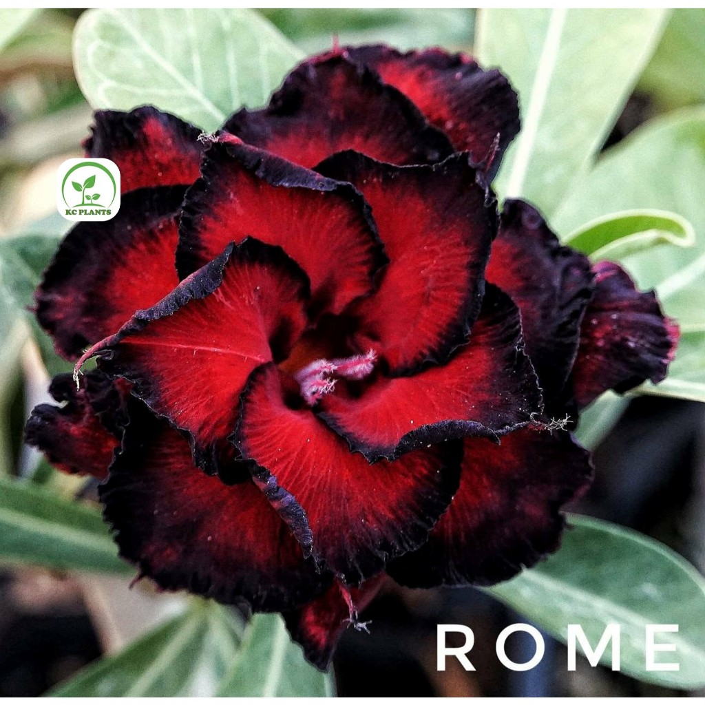 ต้นชวนชมดอกซ้อน ชวนชม ไม้มงคล ขนาดกระถาง 6 นิ้ว #ROME
