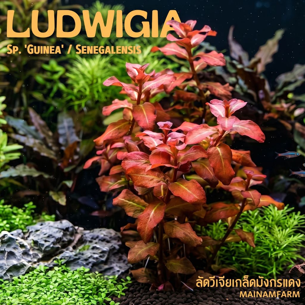 ลัดวิเจียเกล็ดมังกรแดง🔥(กีเนีย) ใบบก - Ludwigia sp. 'Guinea' (Senegalensis)