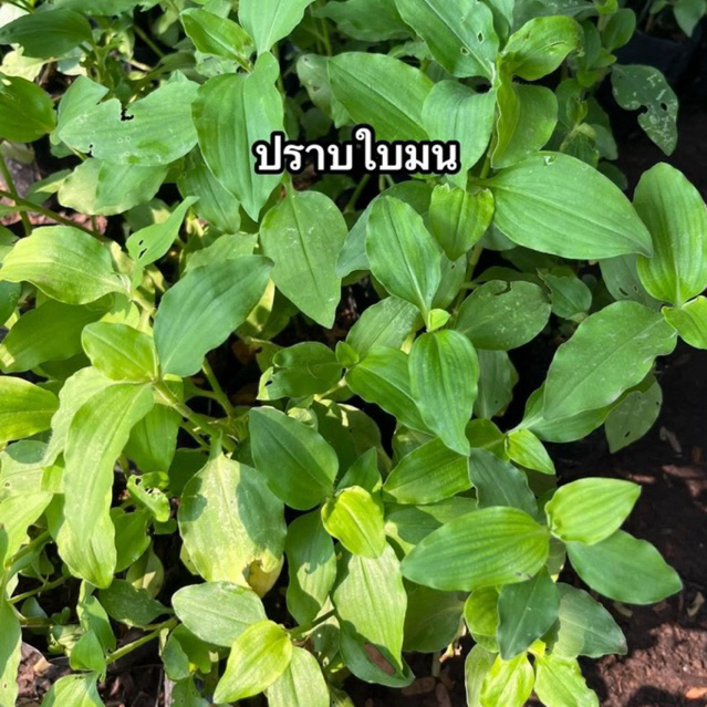 ต้นผักปราบใบมน ในถุงดำต้นสวยแข็งแรงพร้อมปลูก(5ต้นแถม1ต้น)