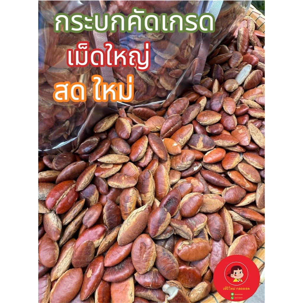 กระบกสด แอลม่อนอีสาน ของกินธรรมชาติ พร้อมส่ง สดใหม่ รับเยอะมีราคาส่ง เม็ดใหญ่