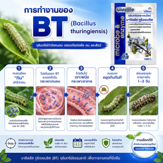 อูเมะไลฟ์ บาซิลัส ทูริงเยนซิส 100 กรัม จุลินทรีย์กำจัดหนอน ป้องกันแมลงกินใบ ป้องกันใบเหี่ยวจากเพลี้ย