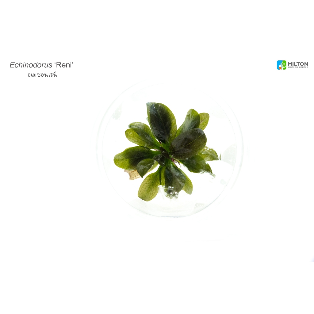 Echinodorus ‘Reni’ (อเมซอนขนาดกลางใบสีแดงเข้ม)