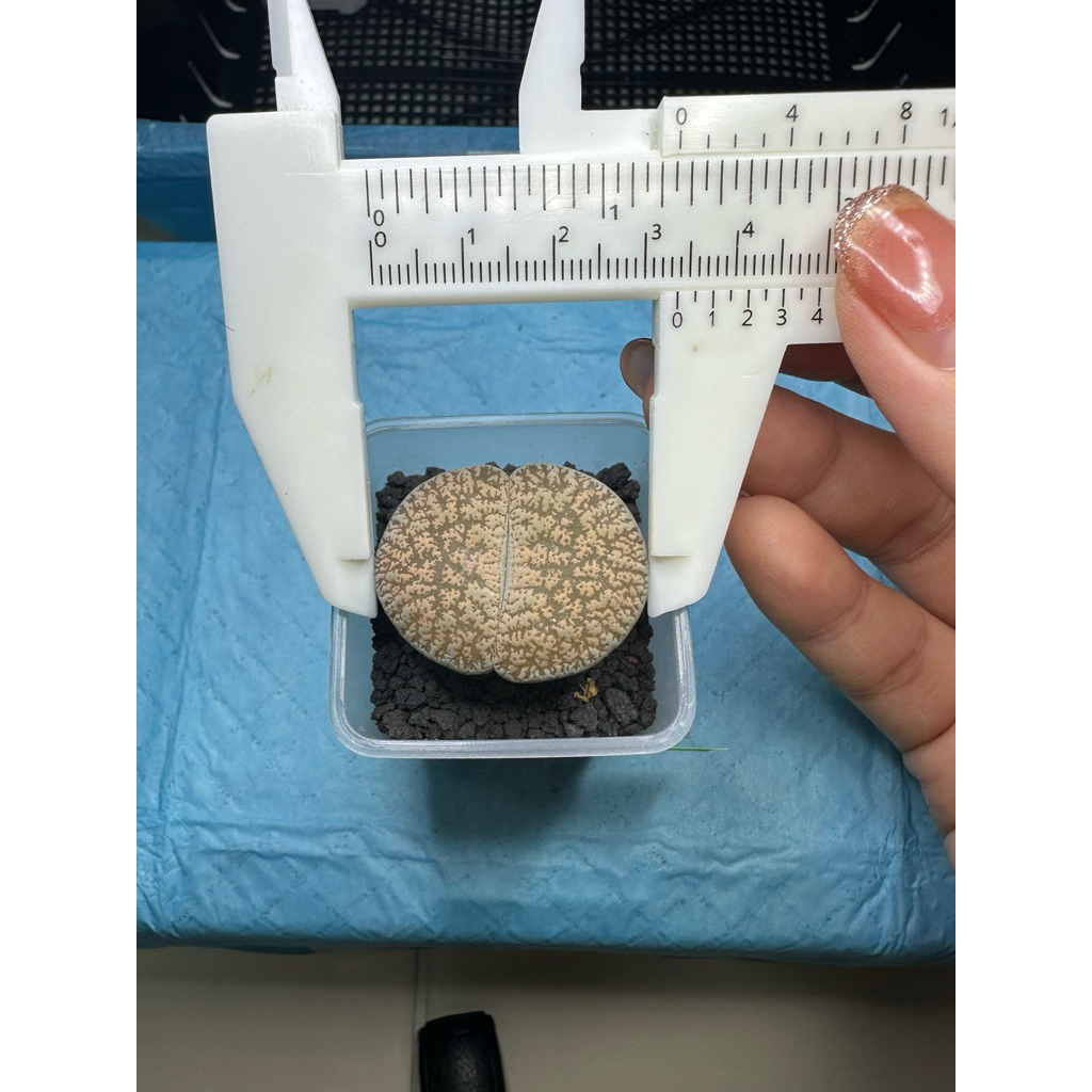 ไลทอป lithops ไซต์3.1cm.ขึ้น (อายุไม้5ปี+) ส่งพร้อมกระถาง ไม้อวบน้ำ