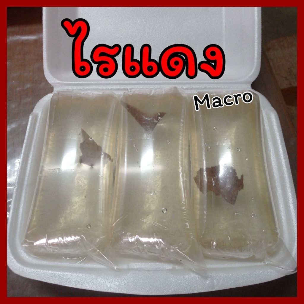 พันธุ์ไรแดง/ไรแดงมาโครเพาะขยายได้ทั้งในน้ำเขียวและอาหารไรแดงน้ำใส