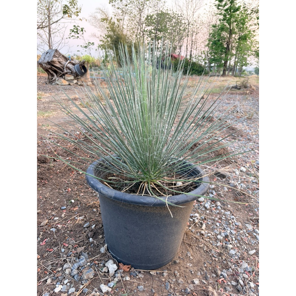 Yucca elata (size 40cm.)ขนาดเล็ก