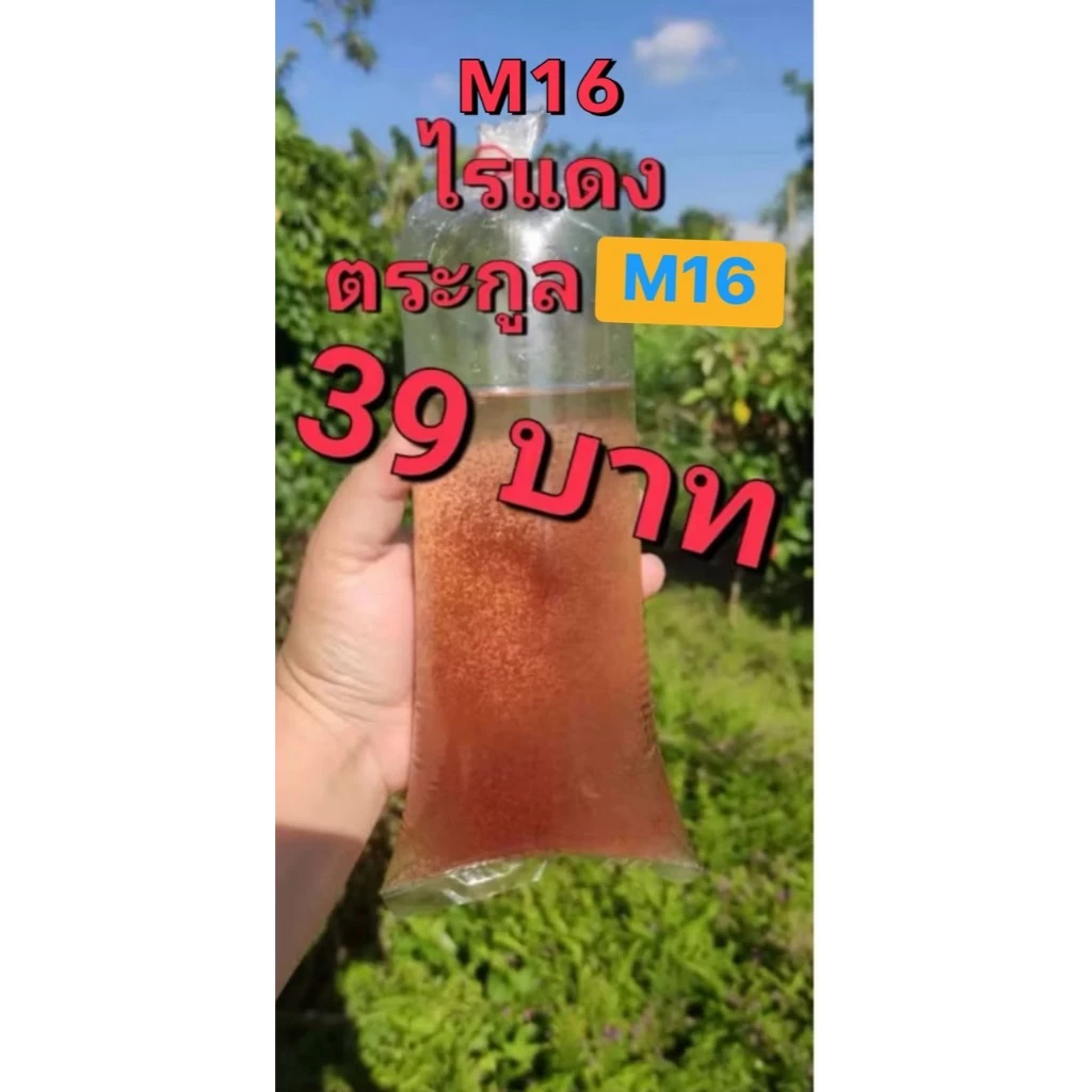 ไรแดง M16 สายพันธุ์พัฒนา ขยายตัวเร็ว ทน อึด ว่ากันว่าที่สุดของไรแดง