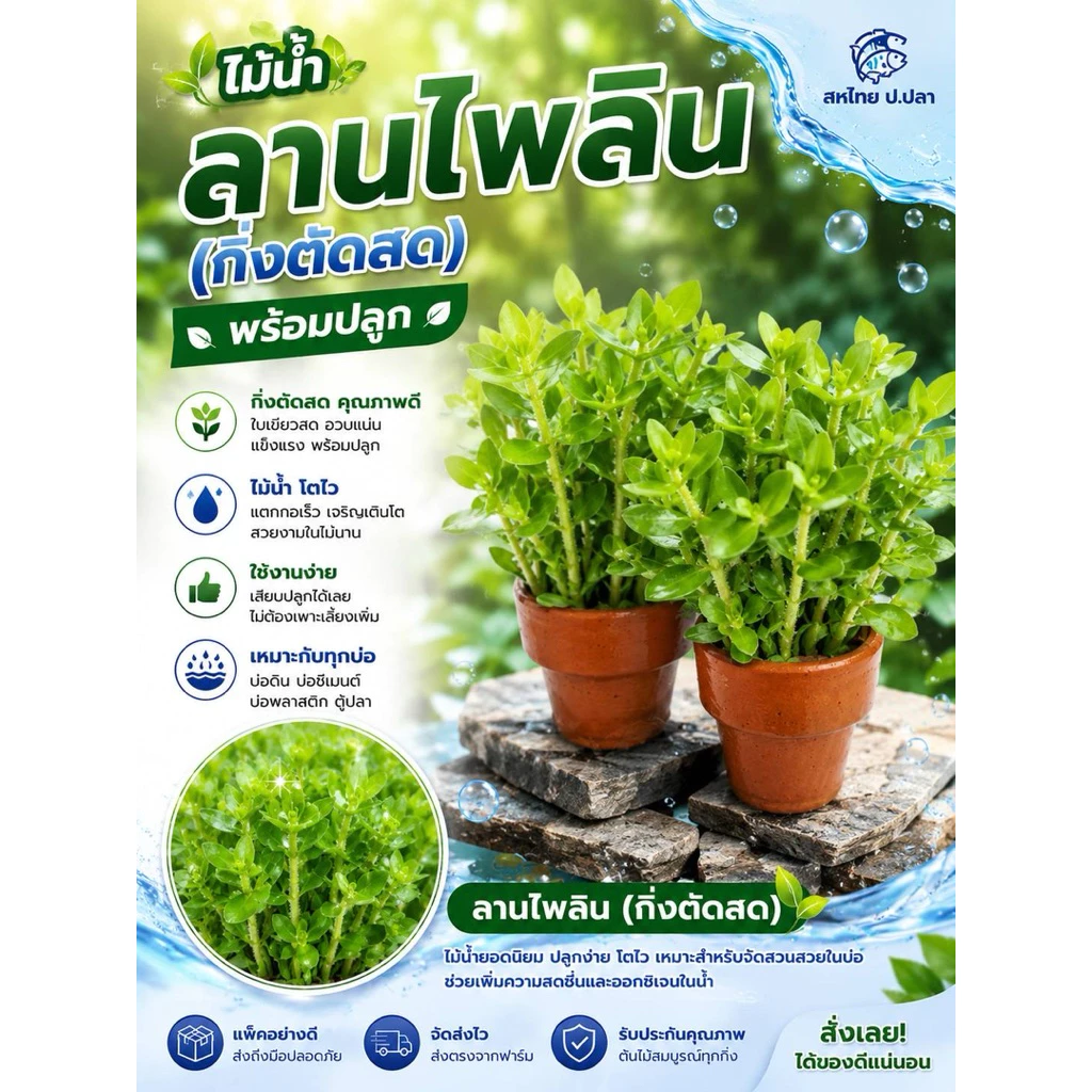 ลานไพลินพร้อมกระถางดินเผา (ราคาต่อกระถาง)(สั่ง7กระถางแถม1กระถาง)ตัดสด ไม้น้ำให้ร่มเงา สีสวยงาม ทนทาน