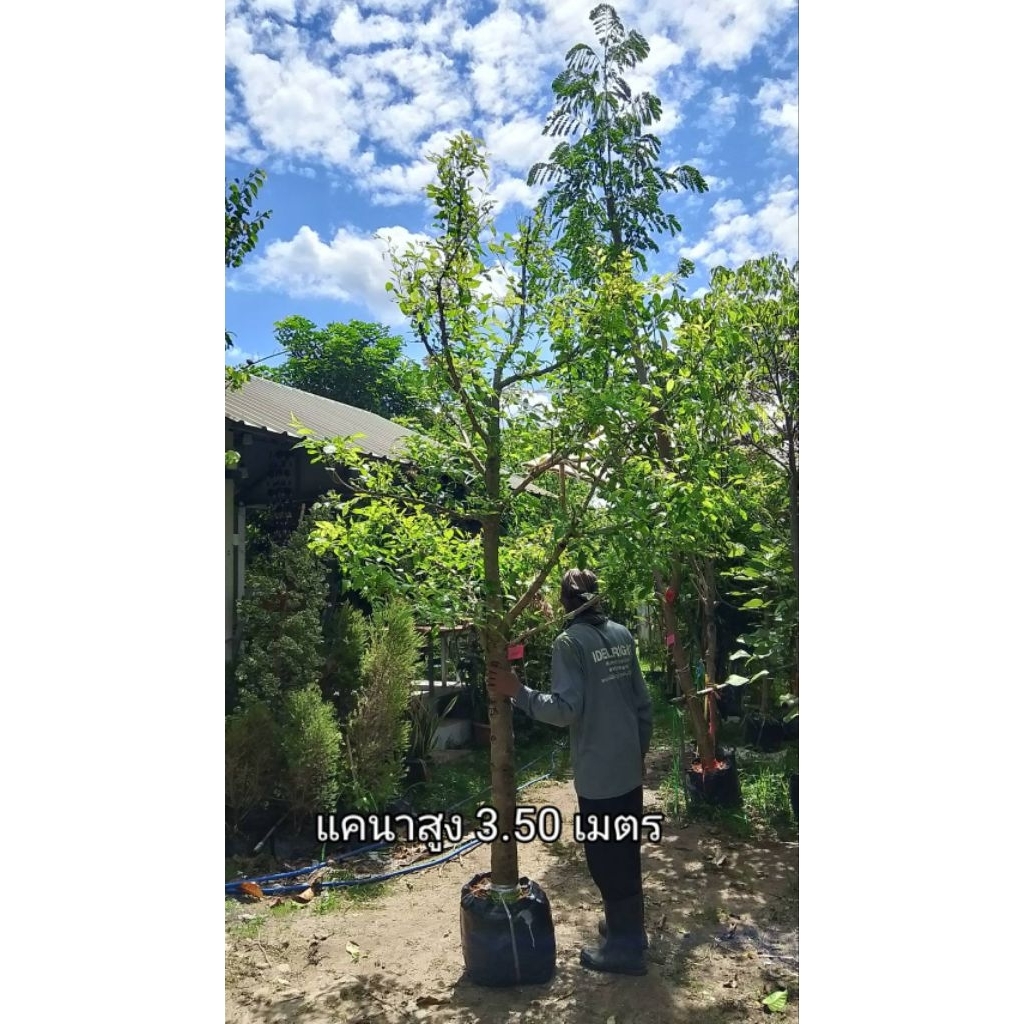 ต้นแคนา ต้นใหญ่ สูง 3 เมตรขึ้นไป ลงแล้วร่มเลย ส่งหน้าบ้านทั่วไทยค่ะ