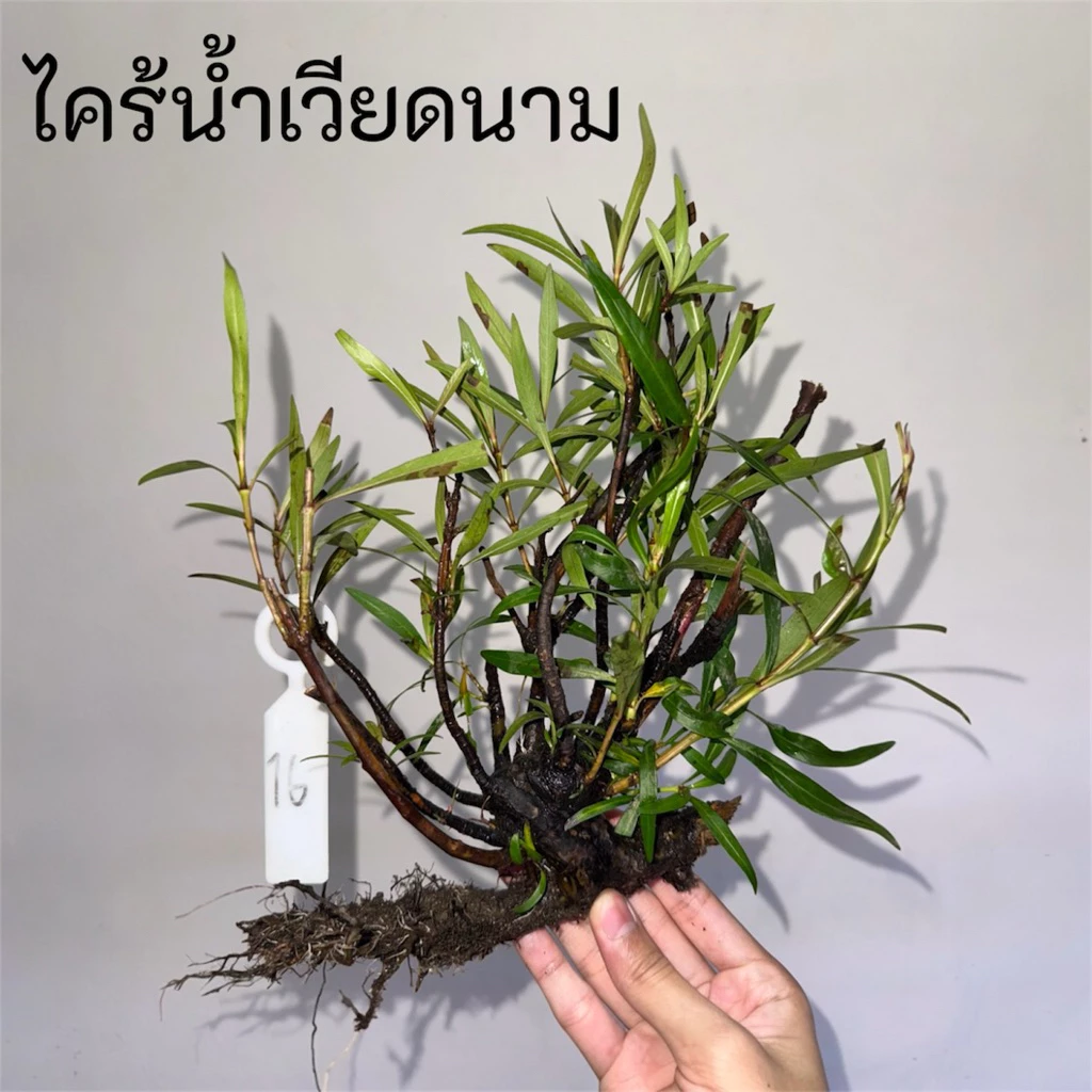 ไคร้น้ำเวียดนาม เลือกขนาดได้ สายตู้ลำธาร มีรับประกันจากร้าน