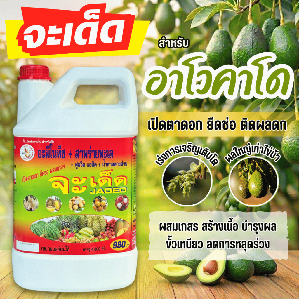"จะเด็ด" 4 ลิตร สำหรับ “อาโวคาโด” เปิดตาดอก สร้างเนื้อ บำรุงผล ฉีดพ่นทางใบ