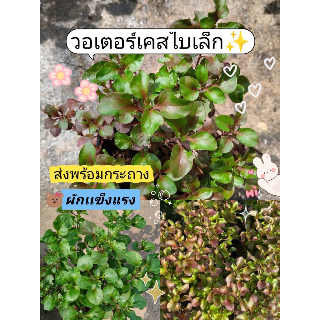 ต้นวอเตอร์เครสใบแดง ** สั่ง 5 แถม2 ฟรี พร้อมส่งด่วน!