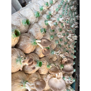 ก้อนเชื้อเห็ดนางฟ้าภูฏาน20ก้อน 300บาท พร้อมคู่มือการเพาะ