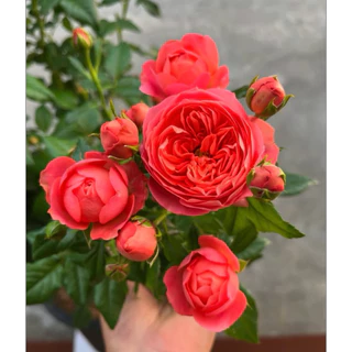 กุหลาบสายพันธุ์ฉายหงส์ เทเรซ่า (chi-hong Terrazza) ไม้พุ่มเตี้ย ดอกดก สีชมพูโอรส