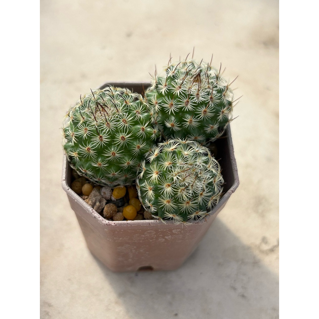 Mammillaria huitzilopochtli แมมฮุย ไม้เมล็ด กระถาง 3 ต้น ขนาดกระถาง 2.5 นิ้ว  🚚ส่งทั้งกระถาง