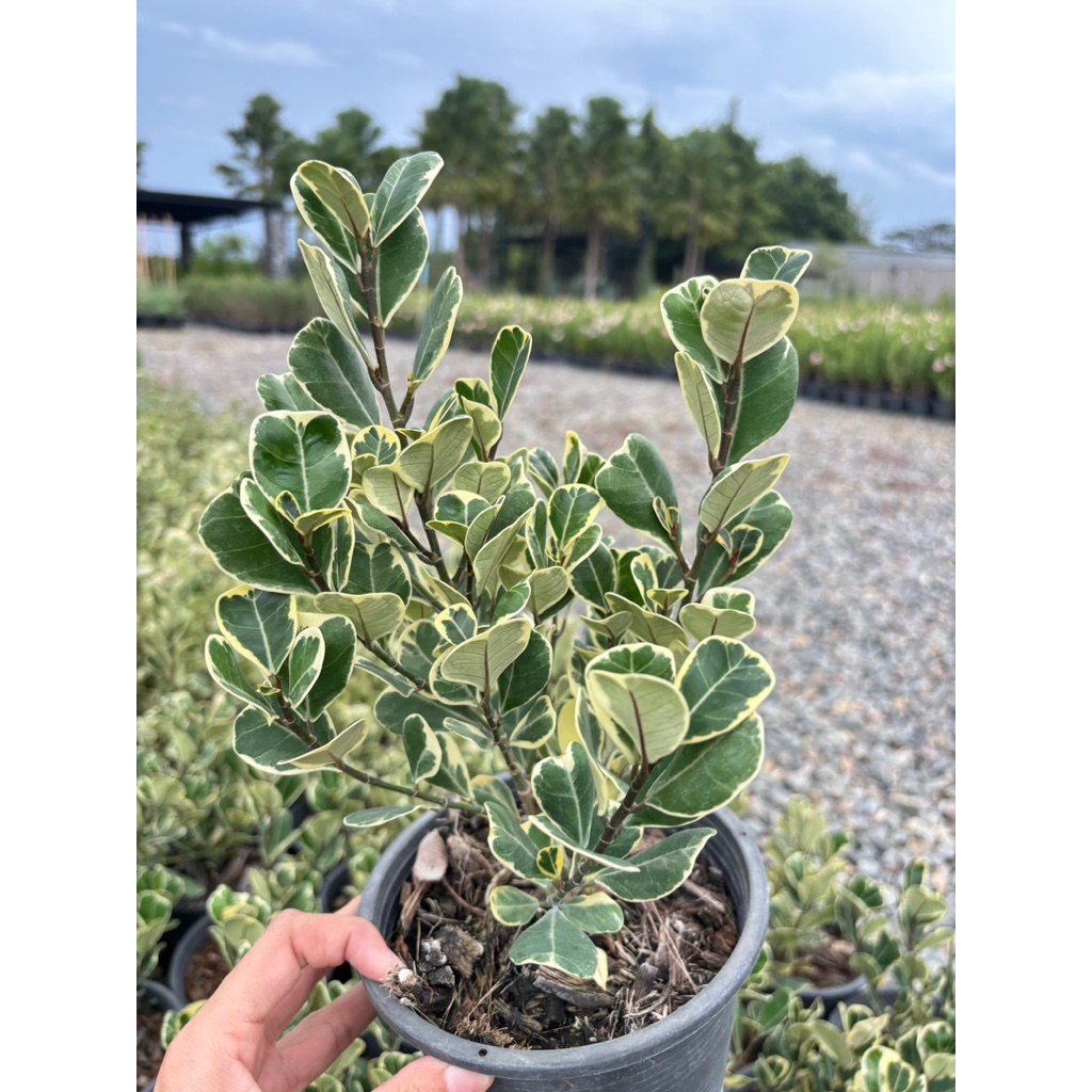 หัวใจเศรษฐี - Ficus deltoidea Jack 5.5 นิ้ว