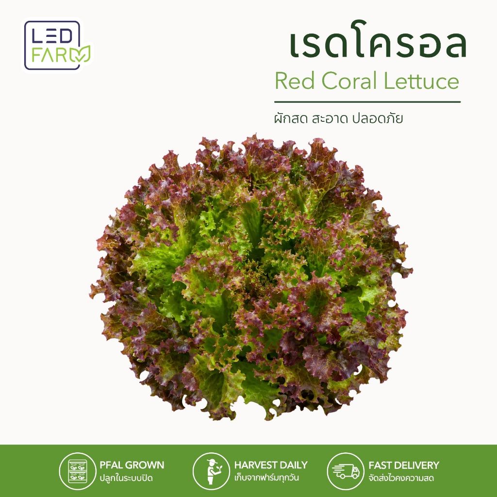 เรดโครอล Red Coral Lettuce ผักสลัดตัดสด ใบกรอบสด