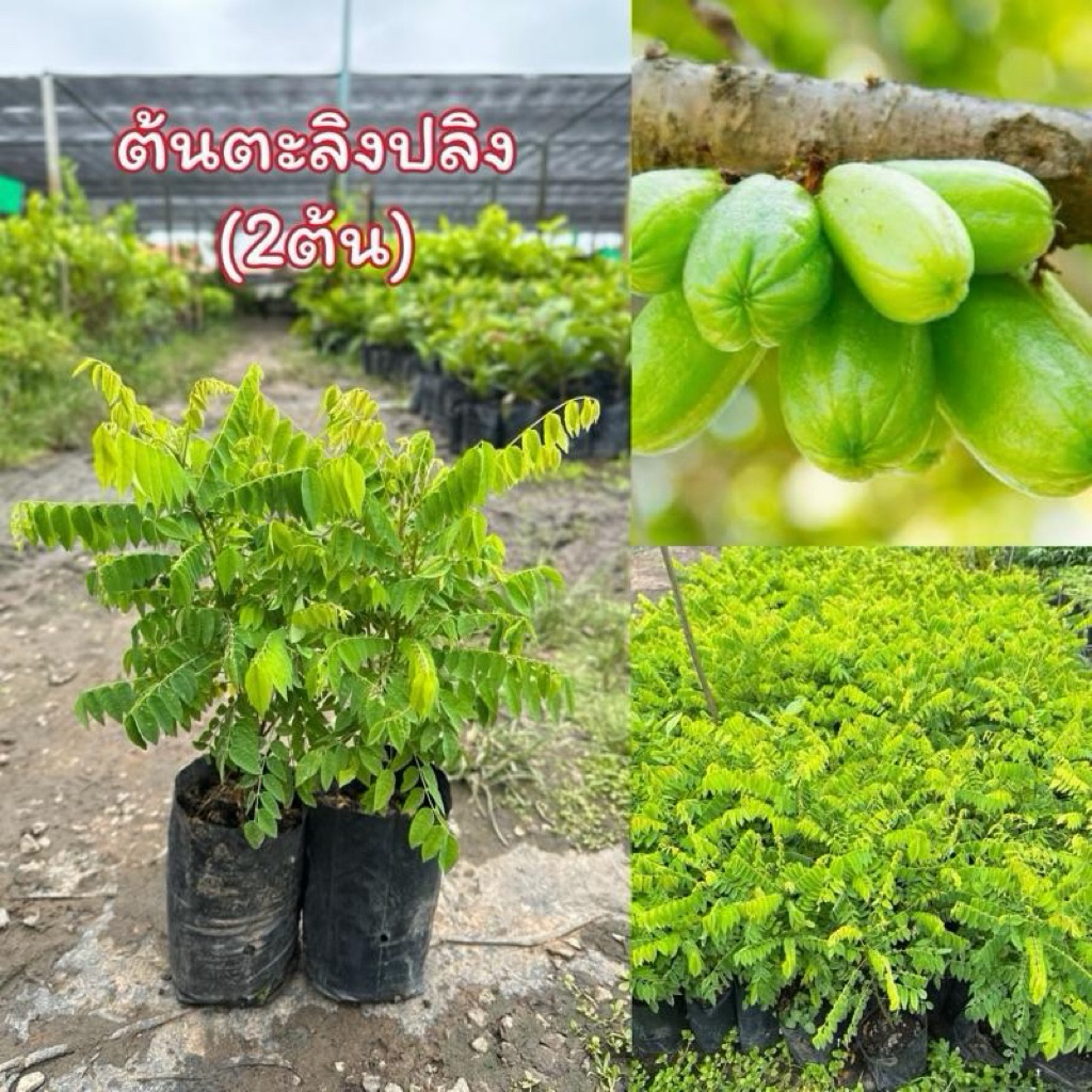 ต้นตะลิงปิง ชุด2ต้น (พร้อมส่ง)