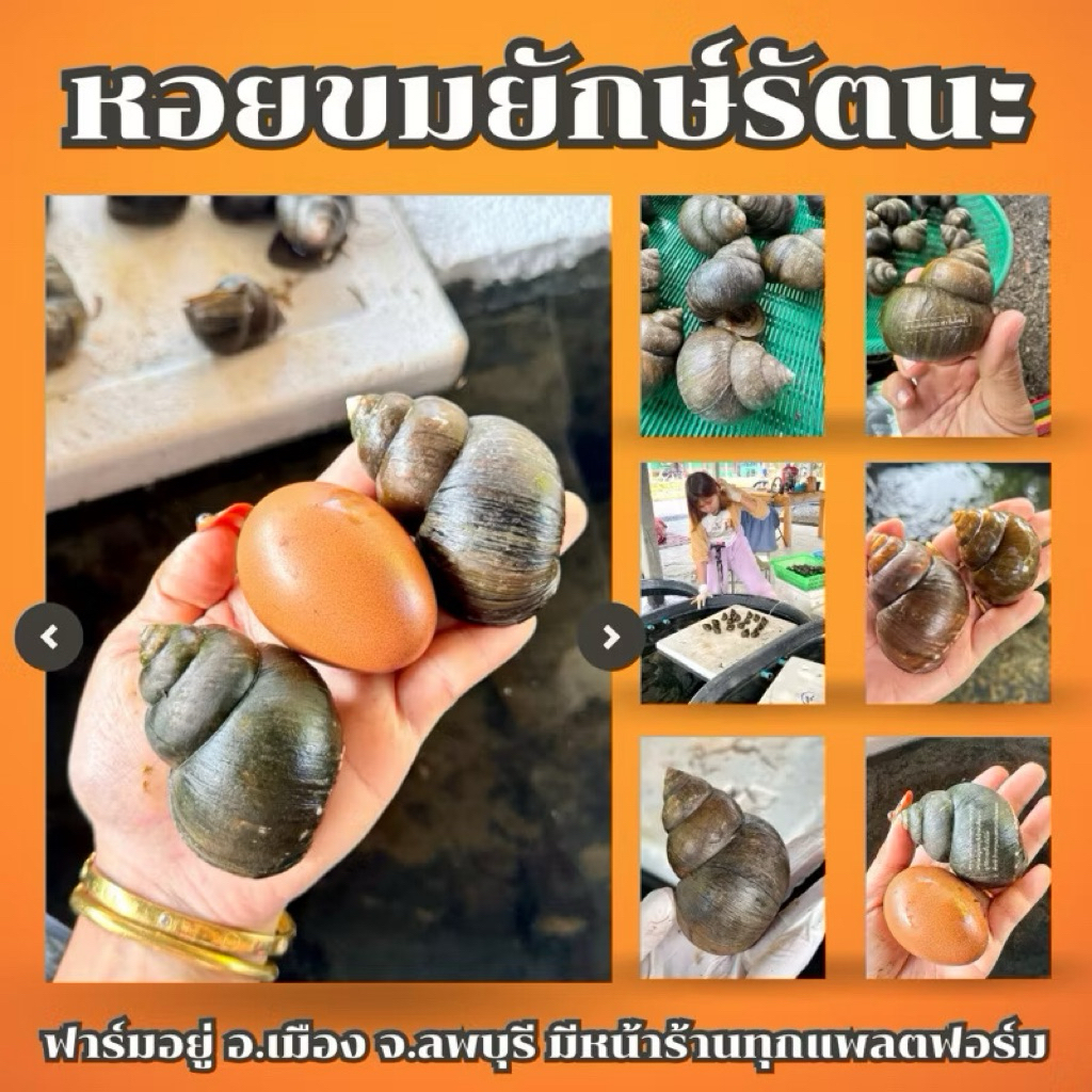 หอยขมยักษ์รัตนะ จากฟาร์มลพบุรี พร้อมส่งค่ะ