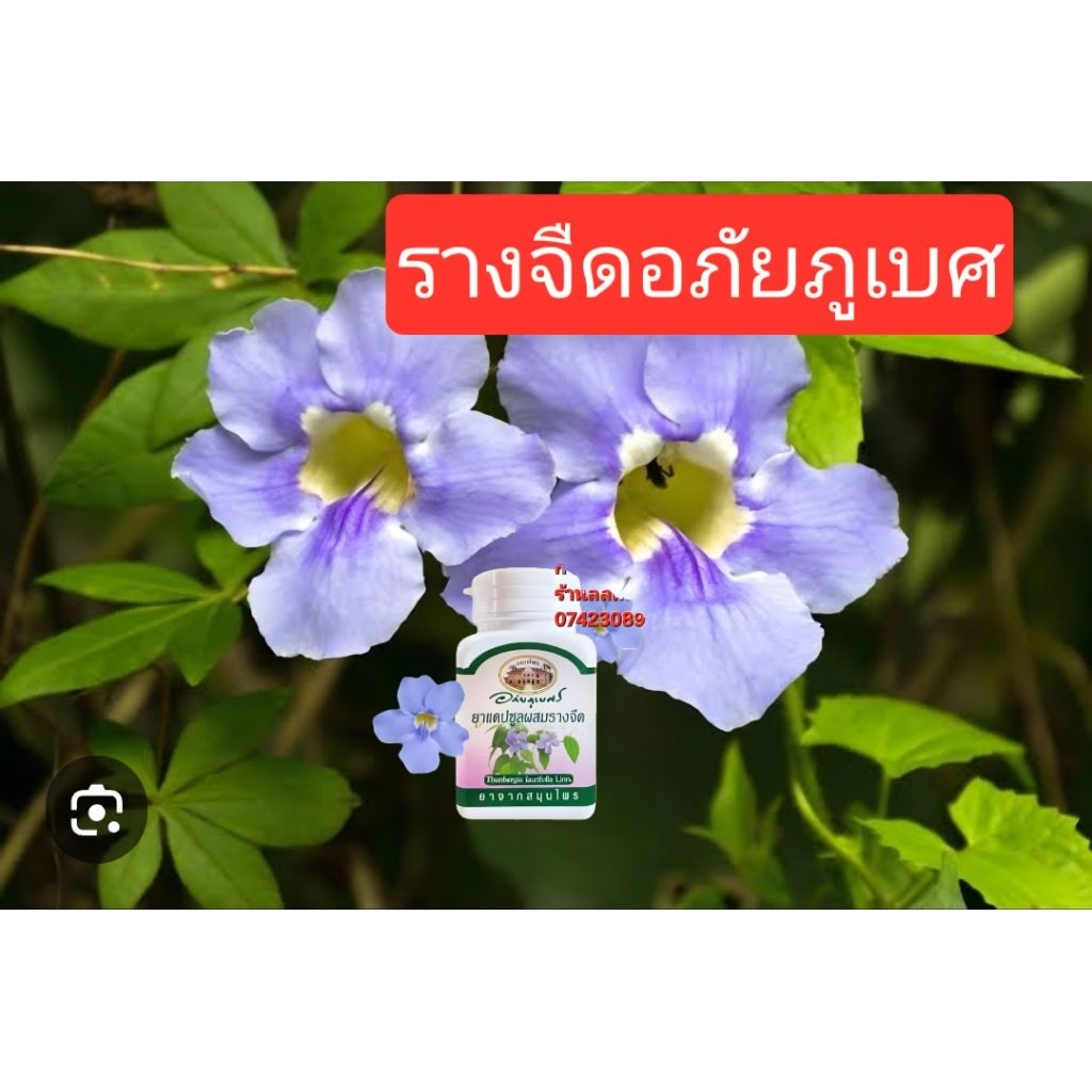 รางจืดบดพร้อมทานเพื่อสุขภาพ