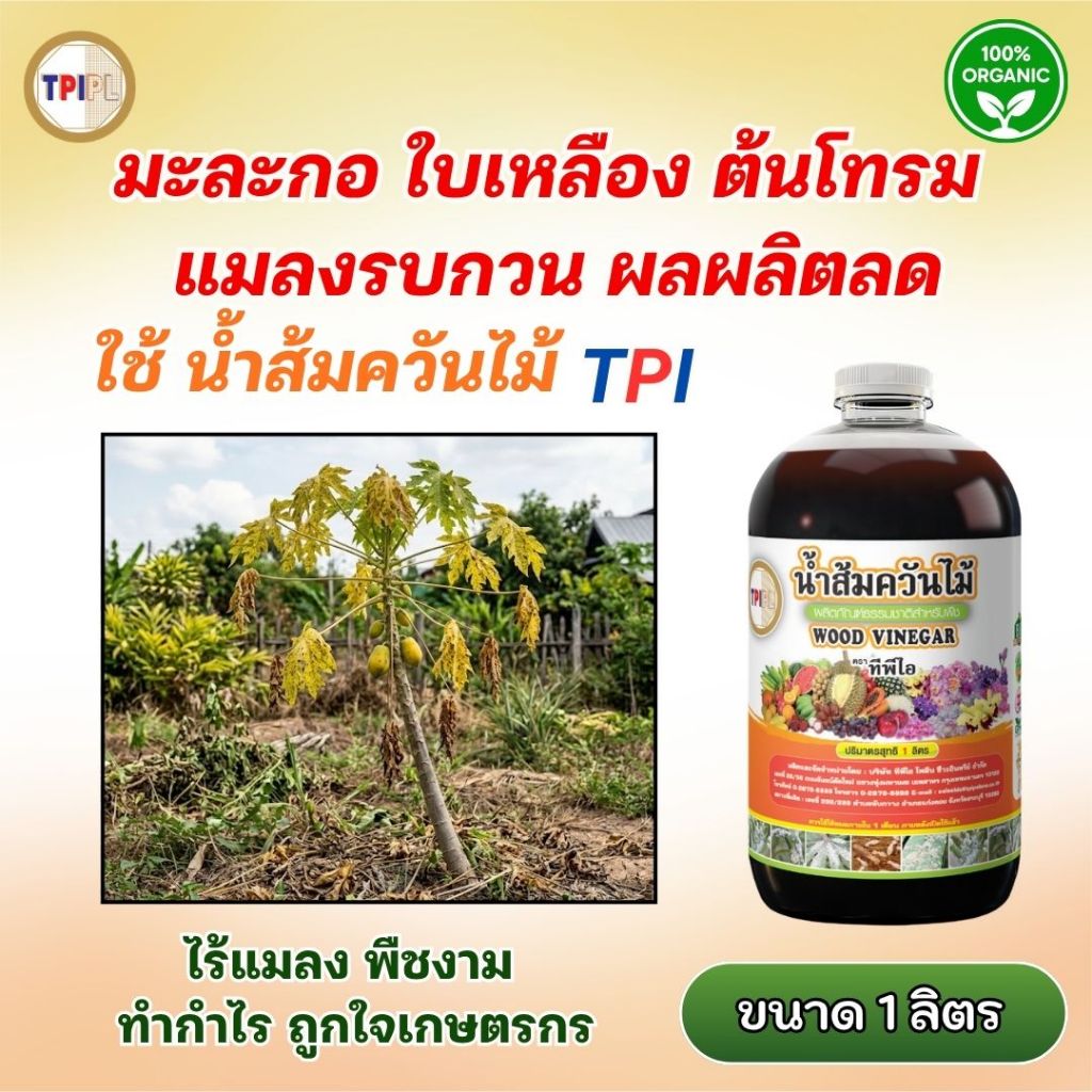 มะละกอ ใบเหลือง ต้นโทรม แมลงรบกวน น้ำส้มควันไม้ TPI ช่วยลดปัญหา ใช้ได้ทุกระยะ ขนาด 1 ลิตร