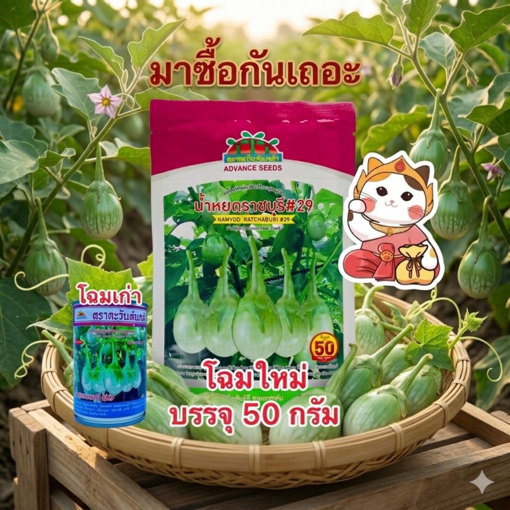 ราชบุรี29 มะเขือเปราะลูกผสม ตราตะวันต้นกล้า บรรจุ50กรัม/ซอง