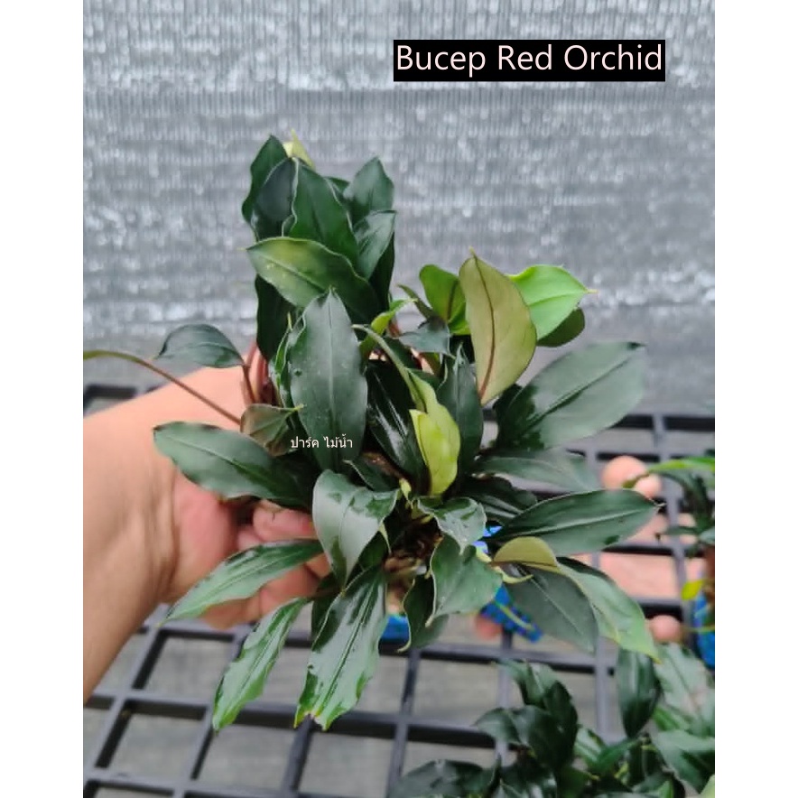 Bucep Red Orchid บูเซป เร้ด ออร์คิดส์
