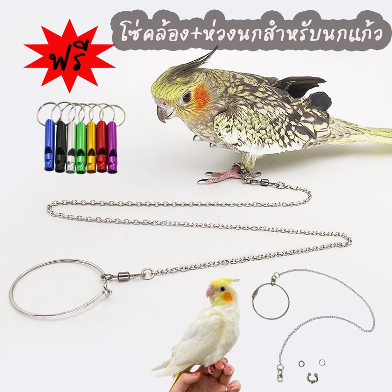 ฟรีนกหวีด โซ่คล้องสำหรับนกแก้ว แหวนสำหรับนกแก้ว ทำจากเหล็ก อุปกรณ์เสริมสำหรับนก ฝึกนกบิน ฝึกนก ห่วงนก