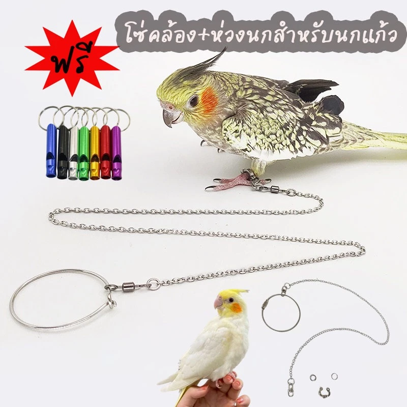 ฟรีนกหวีด โซ่คล้องสำหรับนกแก้ว แหวนสำหรับนกแก้ว ทำจากเหล็ก อุปกรณ์เสริมสำหรับนก ฝึกนกบิน ฝึกนก ห่วงนก