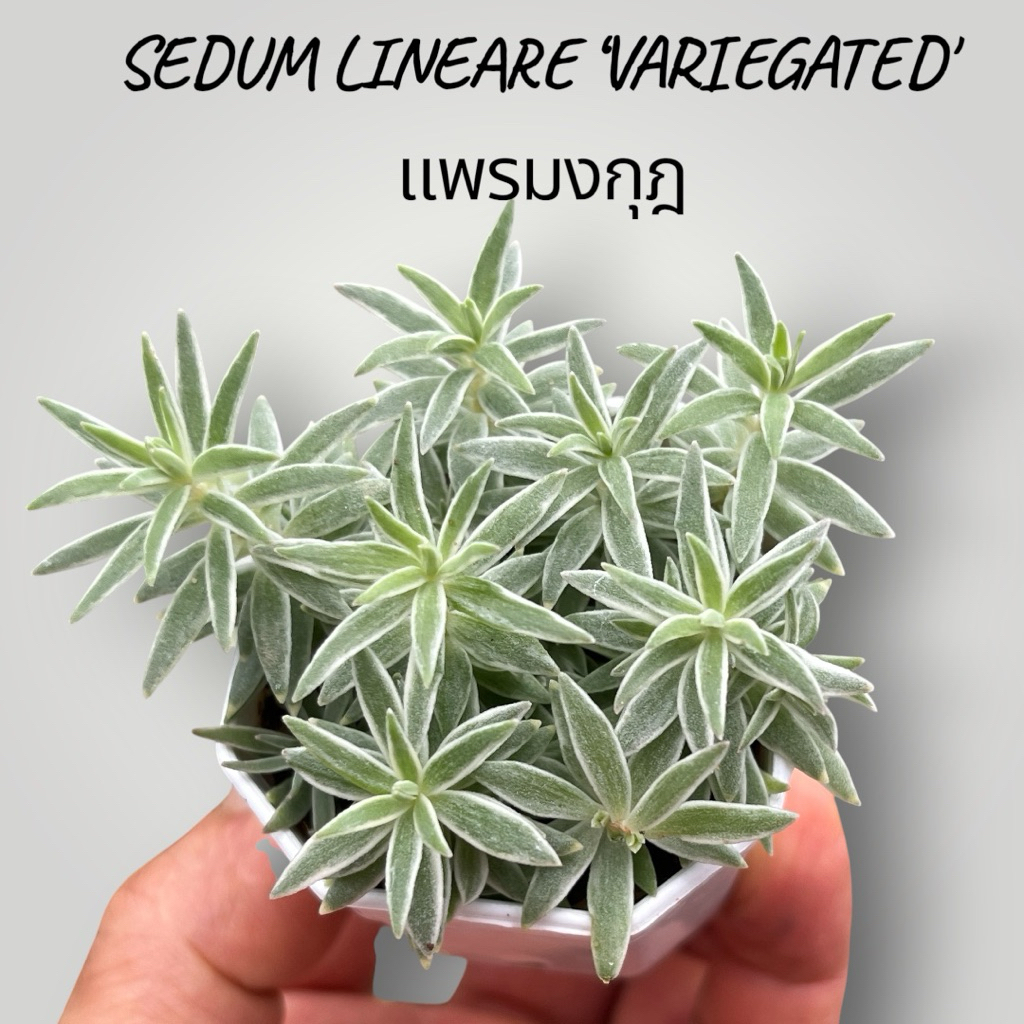 sedum Little missy variagated ไม้อวบนำ้ด่าง น่ารักๆ กระถาง 2 นิ้ว