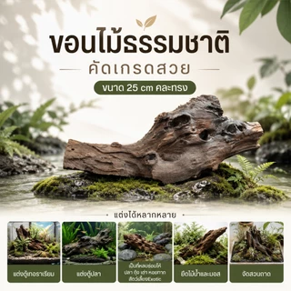 ขอนไม้แต่งตู้ปลา 25cm ชนิดไม่จม เปลือกไม้ธรรมชาติ ไม้เทอราเรียม ยึดมอส ไม้น้ำ ที่หลบปลา กุ้ง เต่า แต่งสวนถาด