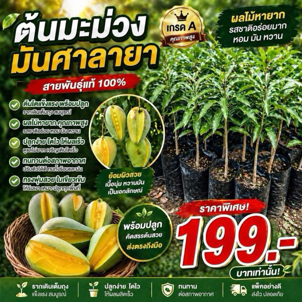 ( พร้อมส่ง ‼️ ) ต้นมะม่วงมันศาลายา ✨  เกรด A ต้นโตแข็งแรง พร้อมปลูก รสชาติอร่อยมาก ผลไม้หายาก 🌳🥭