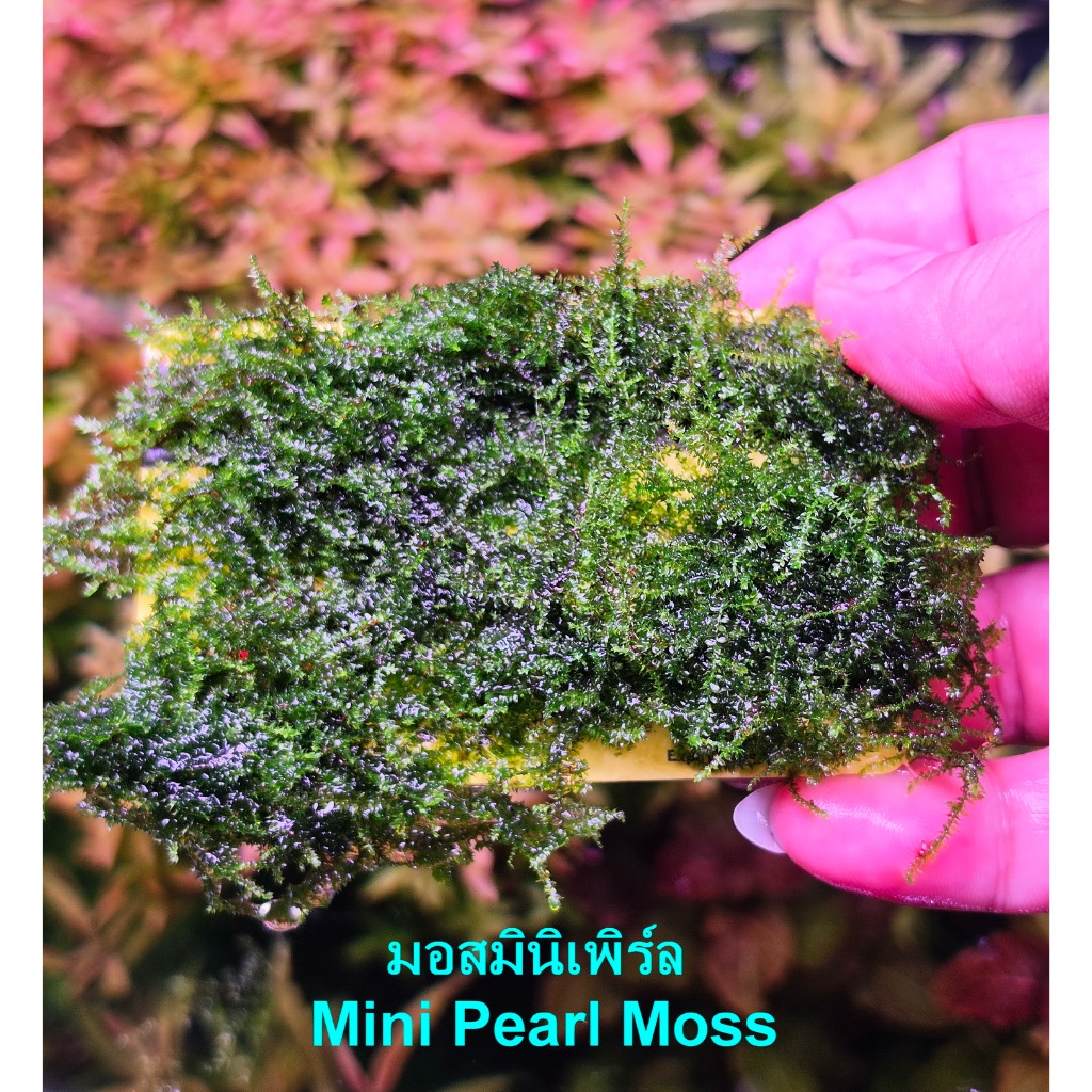 มอสมินิเพิร์ล Mini Pearl Moss  แบบไม่พัน ขนาดเท่าบัตร ATM
