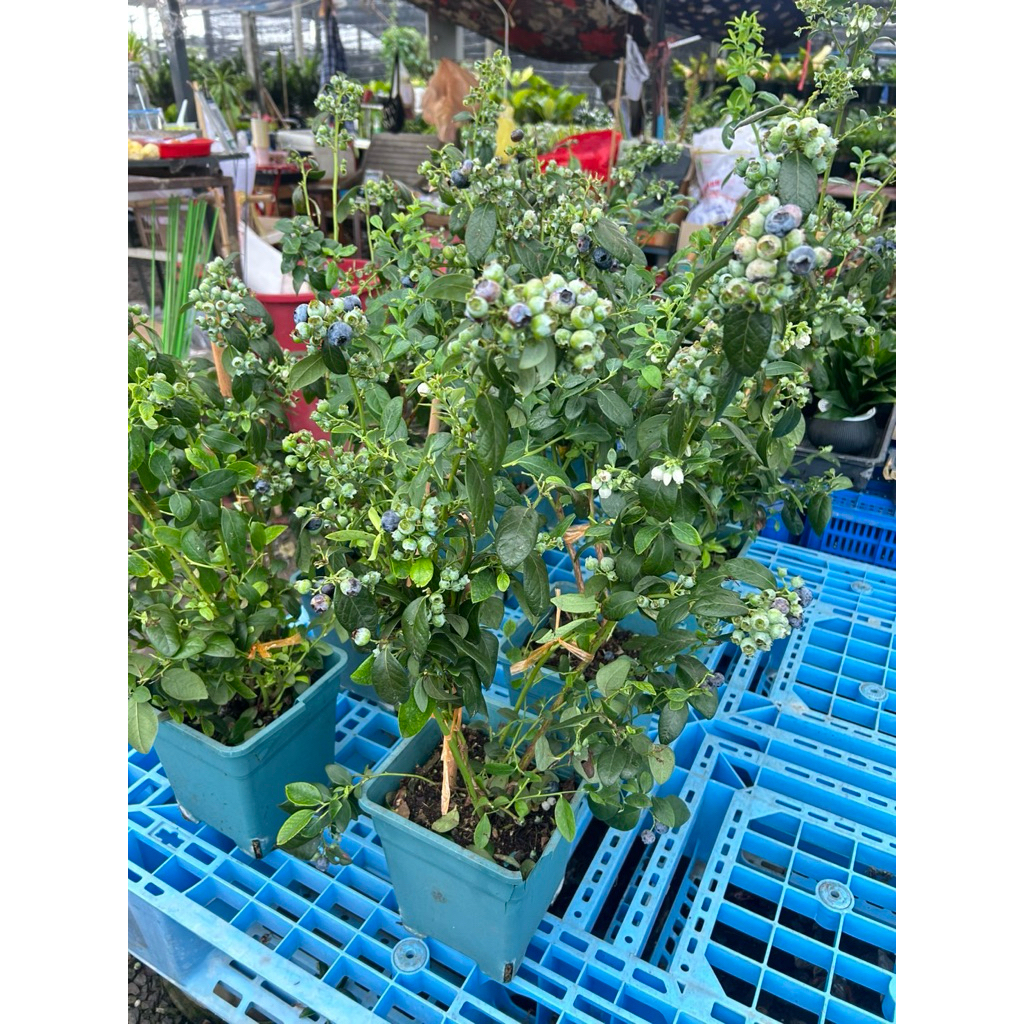 บลูเบอรี่เขตร้อน ลูกดกต้นใหญ่ ติดผลฉ่ำ ผสม ยูเรก้า ต้นใหญ่ โดดเด่น สวยงาม นำอัญมณีแห่ง: บลูเบอร์รี่ ใหญ่8นิ้ว