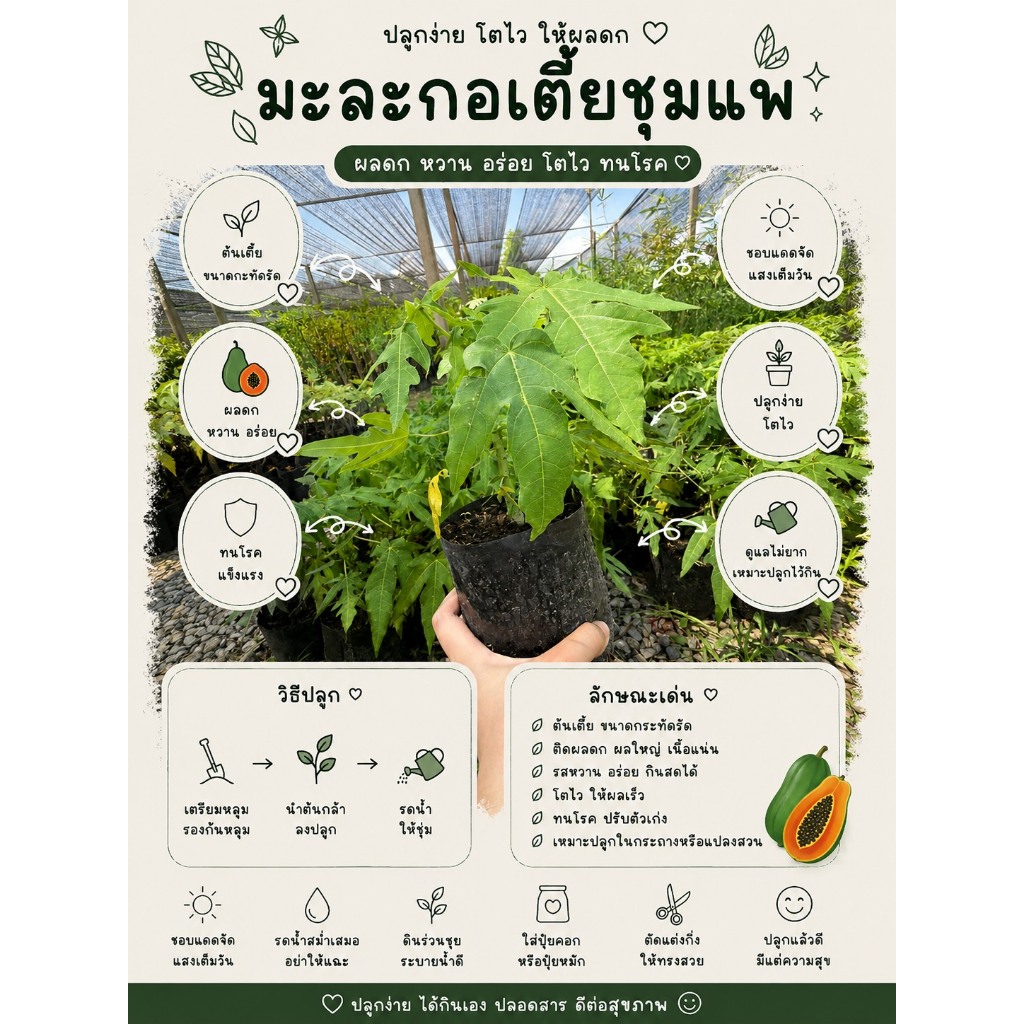 ต้นมะละกอพันธุ์เตี้ยชุมแพ ลูกดก เนื้อแน่นพันธุ์แท้ 100% ต้นเตี้ย ติดผลดก