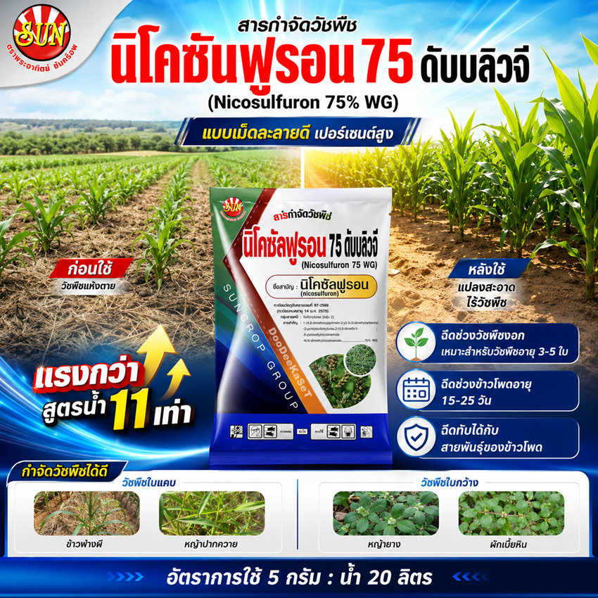นิโคซัลฟูรอน75%WG สารเดียว'นิโกะ' เปอร์เซนต์สูง กำจัดหญ้าใบแคบใบกว้าง ในไร่ข้าวโพด เช่น หญ้าข้าวฟ้างผี ตีนนก ตีนกา เบี้ย