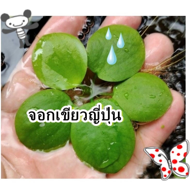 จอกเขียวญี่ปุ่น 5 ดอก 🍀🍀🍀