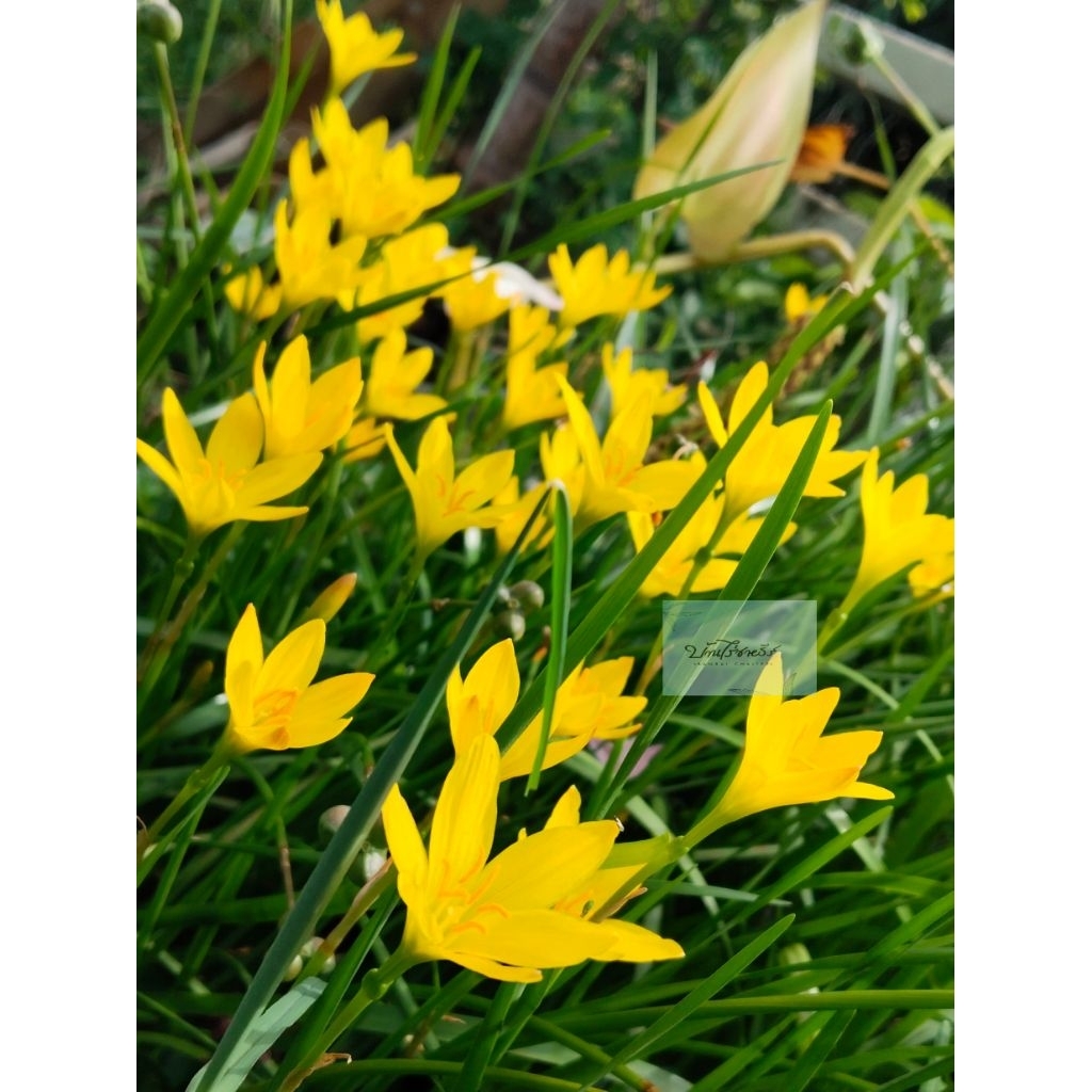 บัวดินสีเหลือง Z'Citrina หัวพันธุ์บัวดิน/เมล็ดพันธุ์