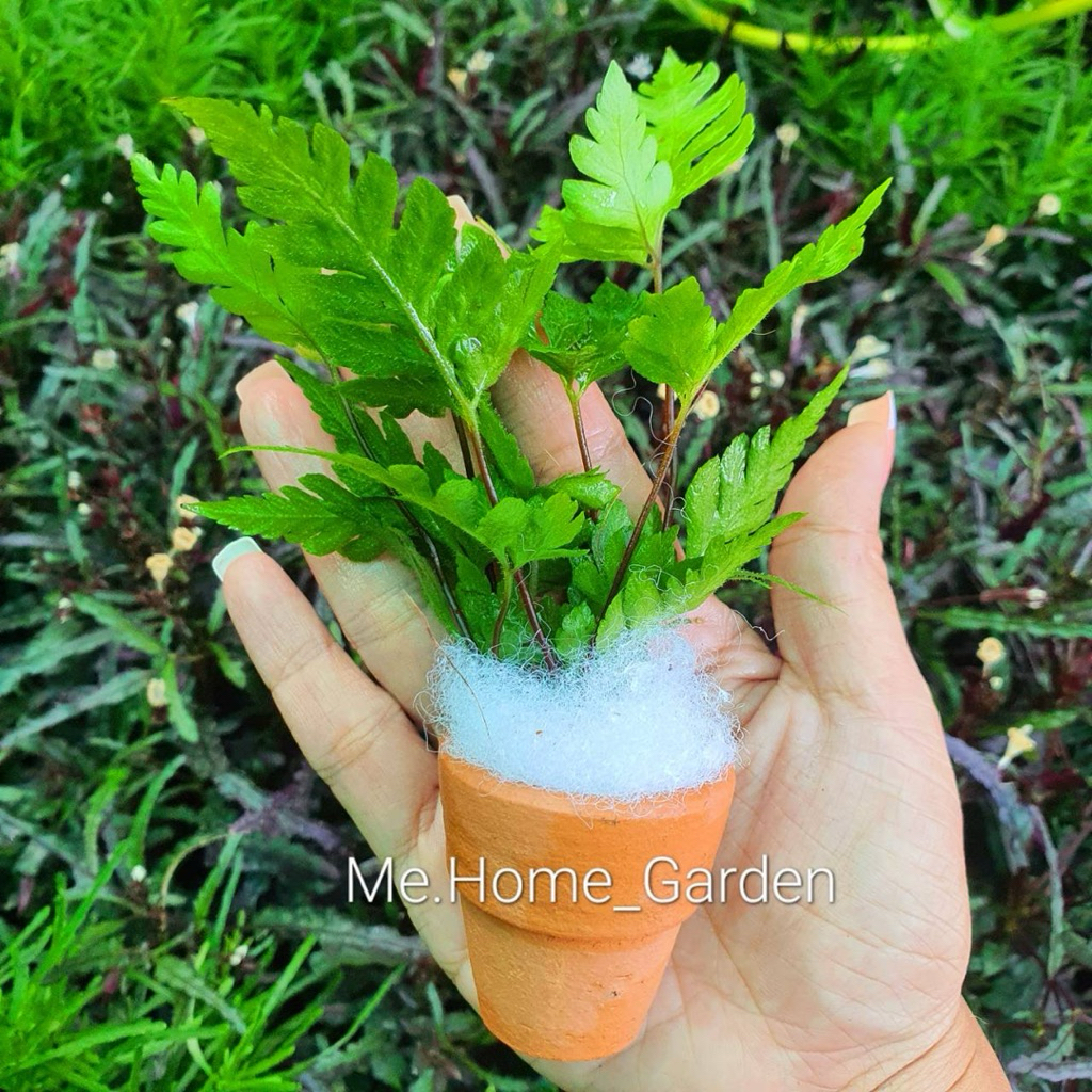 ต้นเฟิร์นเทพพนม ( Heterogonium pinnatum )  เลี้ยงน้ำพร้อมกระถางดินเผา