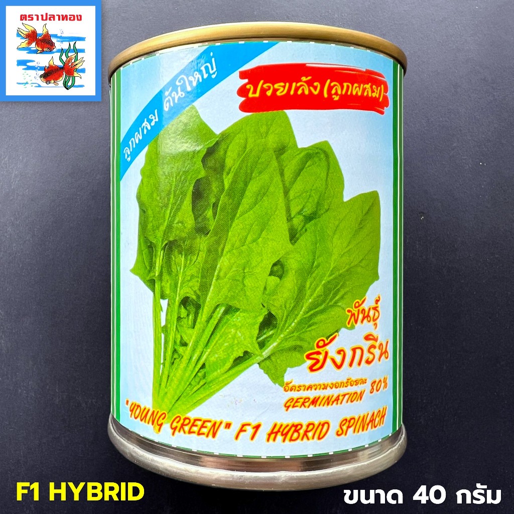 เมล็ดปวยเล้ง ผักโขมฝรั่ง (F1 HYBRID) กระป๋อง ขนาด 40 กรัม ตราปลาทอง พันธุ์ ยังกรีน