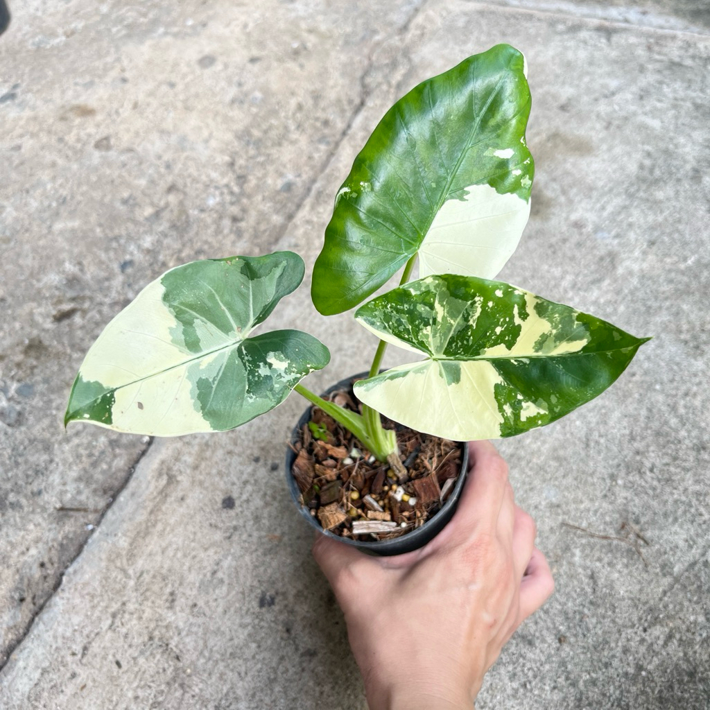 บอนกระดาด🔥 Hot🔥บอนกระดาษ ต้นบอนกระดาดด่าง  Alocasia macrorrhizos (L.) G.Don