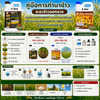 จะเด็ดสำหรับ นาข้าวอะมิโน นํ้าตาลทางด่วน สาหร่ายทะเล อาหารพืช ฮอร์โมนพืช