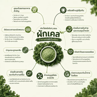 ผงผักเคล (Kale Powder) แท้ 100% /ขนาด 100 กรัม (ร้านหลัก)