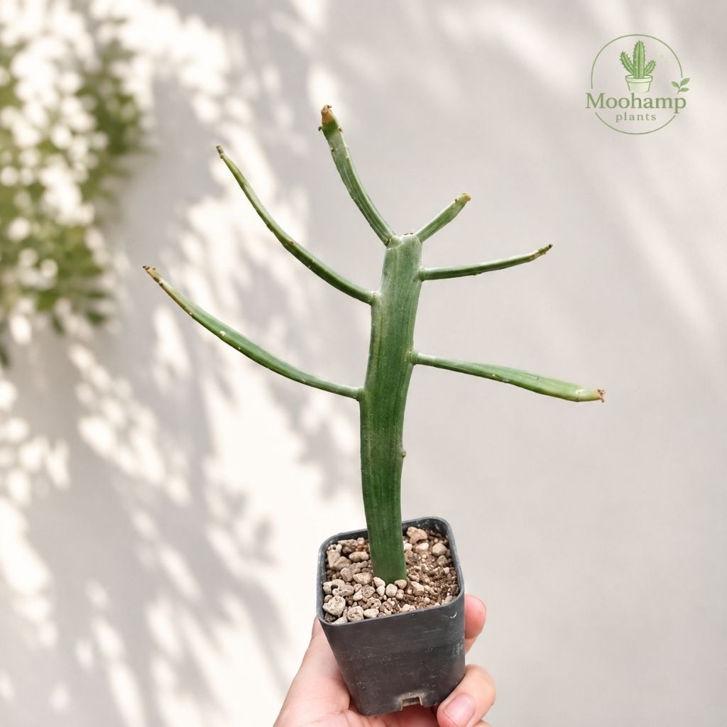 Euphorbia schimperi กิ่งสีเขียวอมฟ้า ยูโฟเบีย แคคตัส กระบองเพชร ไม้อวบน้ำ