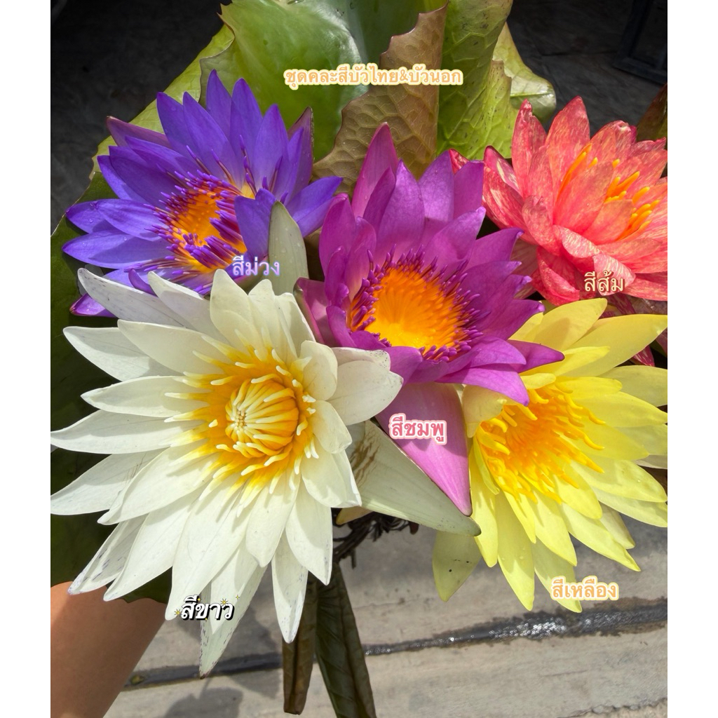 ชุดบัวไทยบัวนอกคละสี 5 ต้น