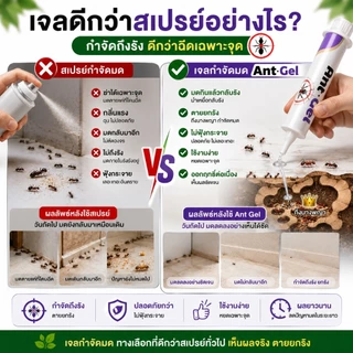 🐜พร้อมส่ง🐜Ant Gel เจลกำจัดมด กำจัดถึงรัง เห็นผลไว ปลอดภัย ใช้งานง่าย เจลล่อมด มดกินแล้วตายยกรัง ใช้ได้ทั้งบ้าน