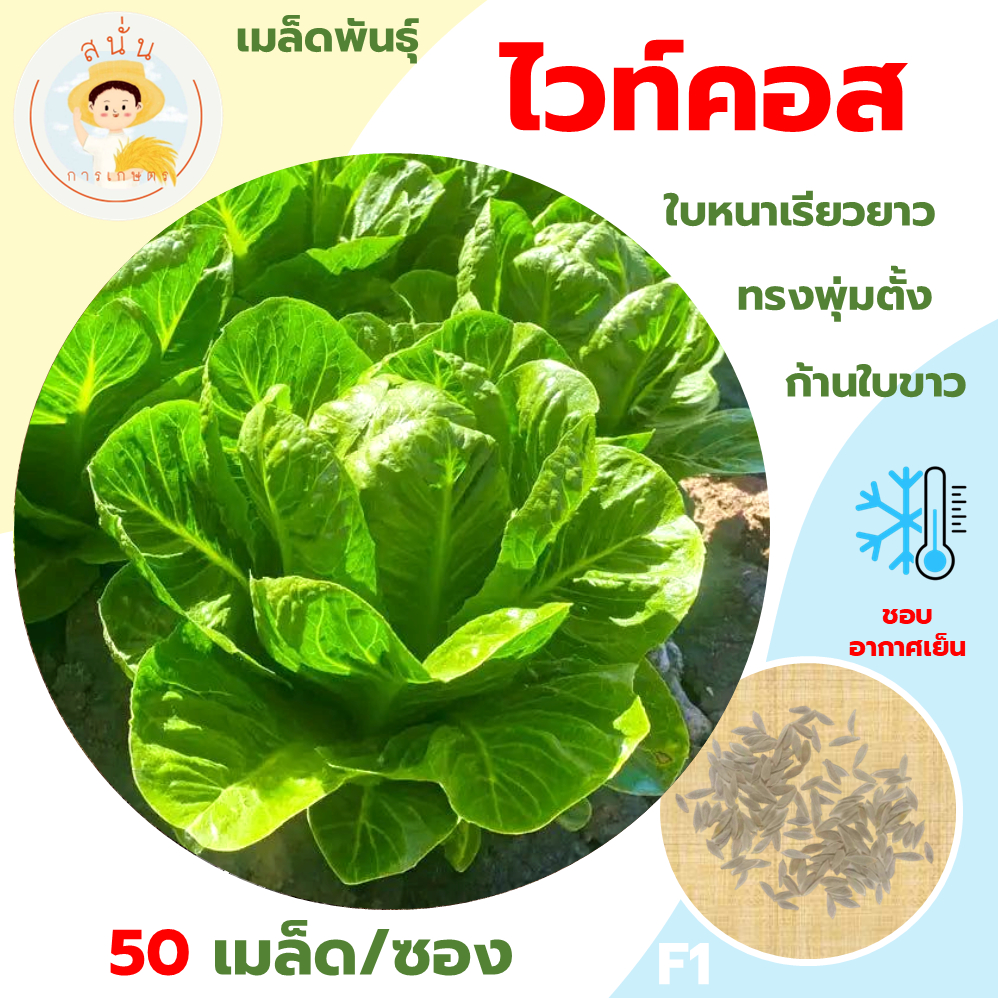 ไวท์คอส (White Cos Seeds) เมล็ดพันธุ์ ผักสลัด ปารีส ไวท์คอส ตระกูลผักกาดคอส ขนาด 50 เมล็ด