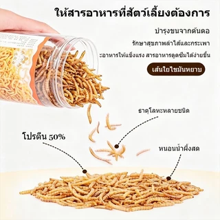 หนอนอบแห้ง หนอนอาหาร โปรตีนสูงคุณภาพสูง ดูดซึมสารอาหารได้ดี อาหารหนูแฮมเตอร์