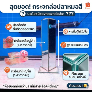 กระจกปลาหมอสี สูง 30 เซนติเมตร มีกระจกปิดด้านบน เจียรขอบ ลบคมอย่างดี งานละเอียด