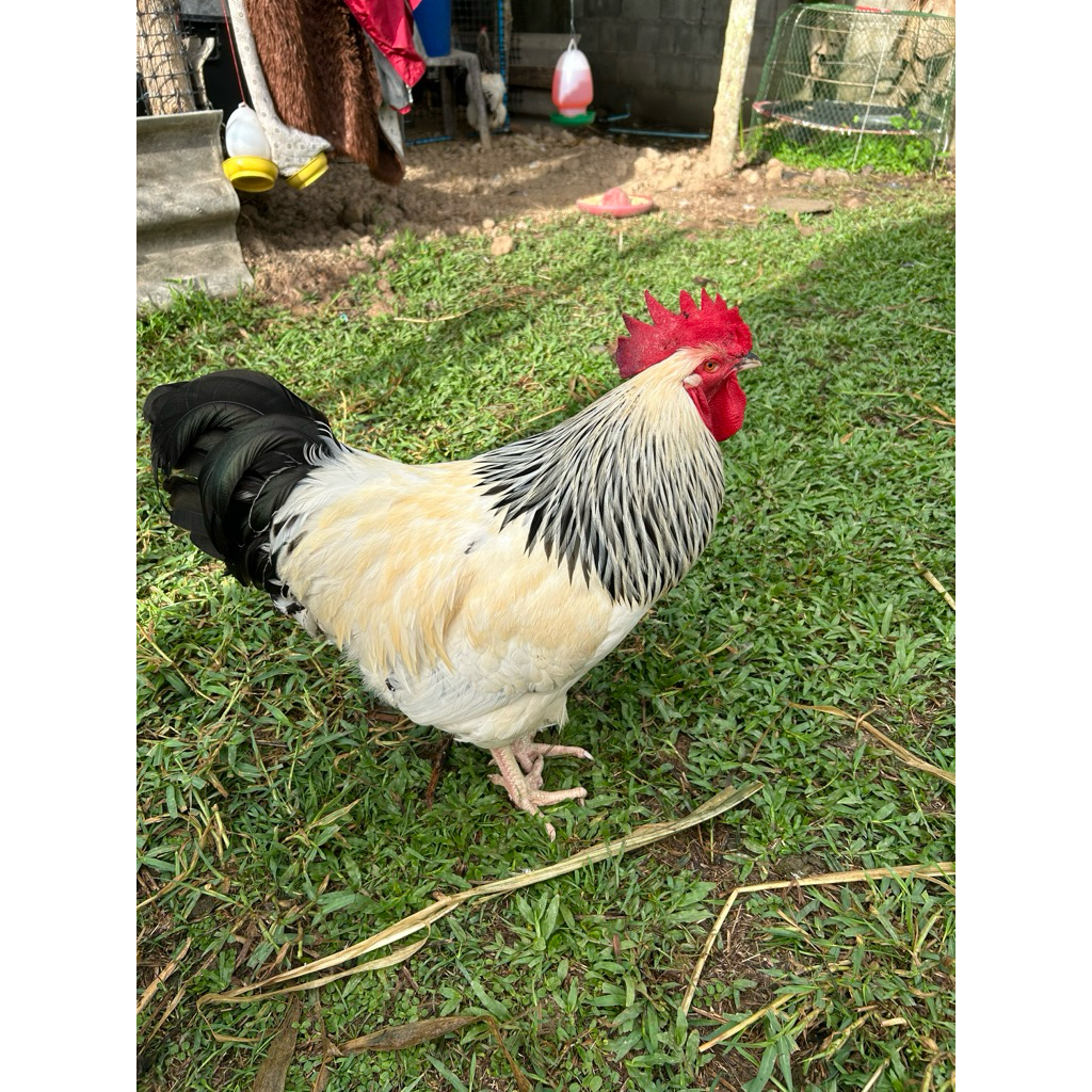 ไข่เชื้อไก่ไลท์ชัชเชค